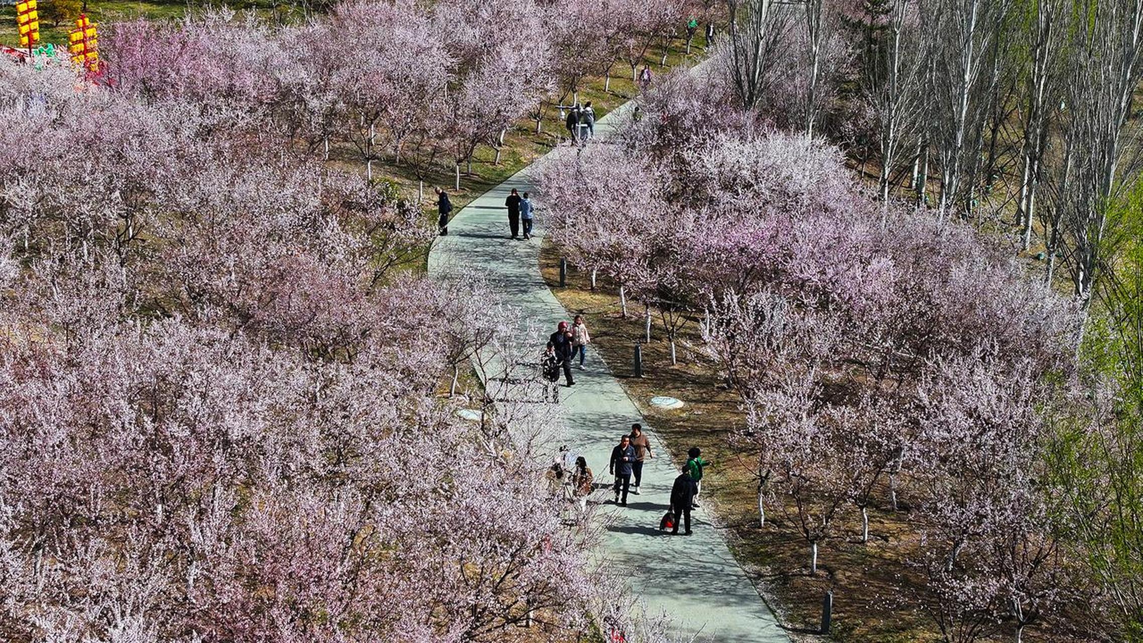 晋阳湖桃花岛图片