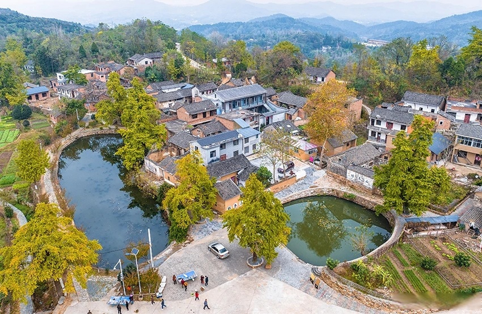 新县千斤乡杨高山村,村里有百年以上银杏树300多棵,千年以上银杏树66