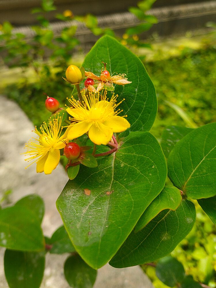浆果金丝桃-娇媚哀婉 浆果金丝桃02迷信.