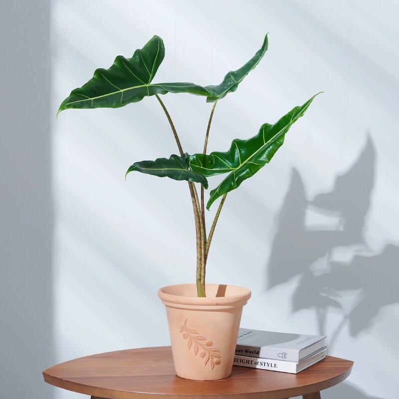 萨利安海芋 | 90热带高质量植物 萨利安海芋(alocasia sarian)是