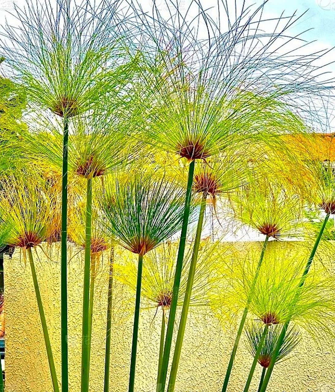 纸莎草(cyperus papyrus)是莎草科,莎草属的植物,具有粗壮的根状茎 纸