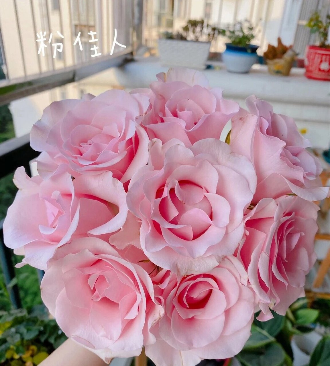 粉雪山 花语:优雅,高贵,单纯 特点:花型标准,花瓣质地轻薄,颜色为饱和