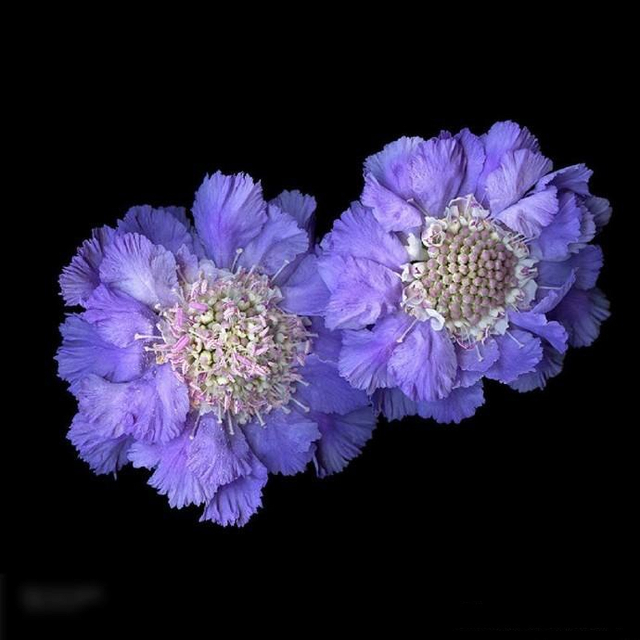 法国花卉摄影获奖作品图片