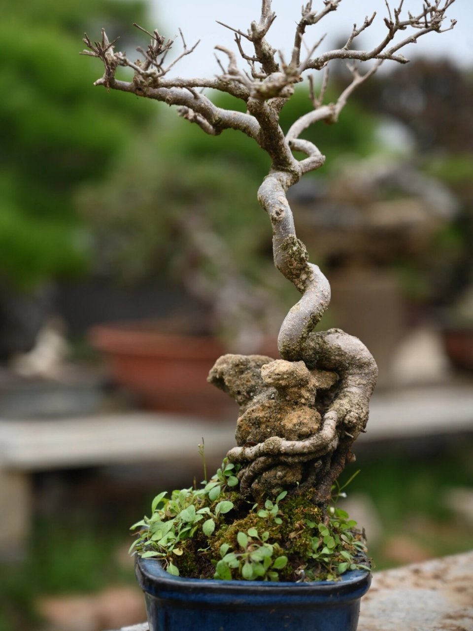 这时候如果能收到年功就是盆景超过10年的是可遇不可求了.