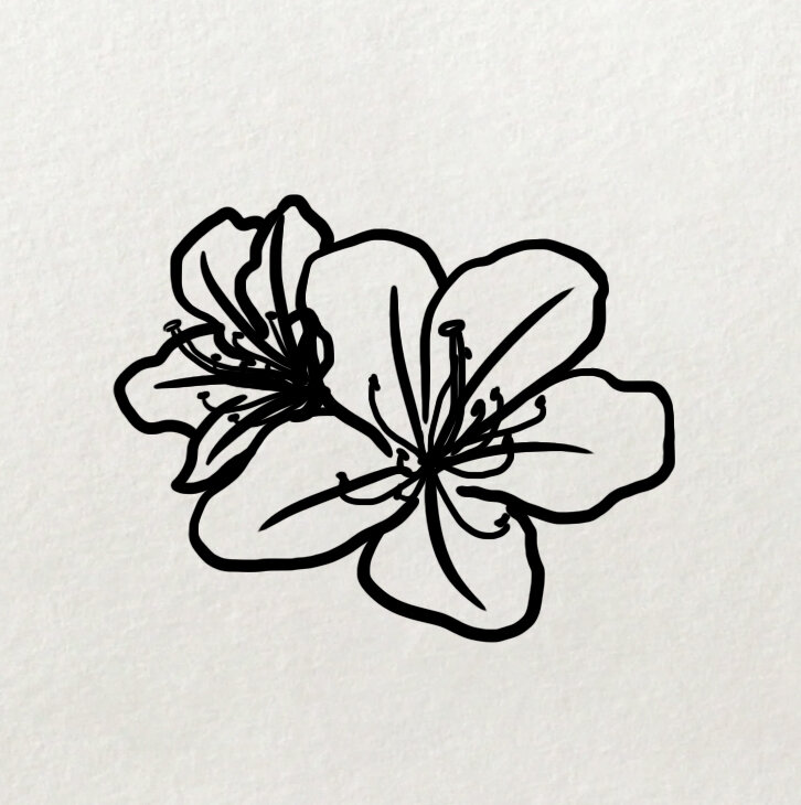 杜鹃花的简笔画法