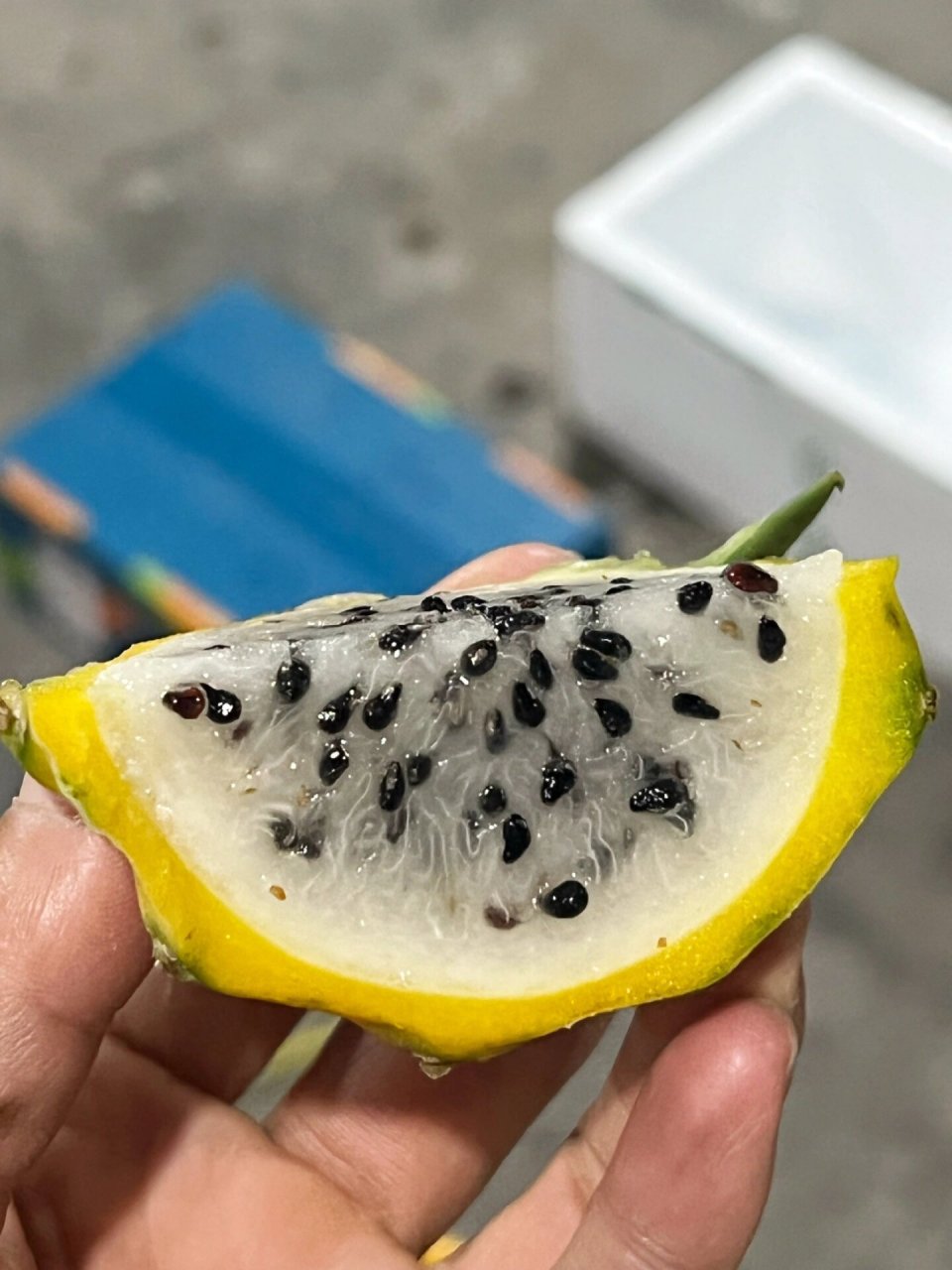 长在树上的"冰糖燕窝"——【海南黄金燕窝果】 长在树上的"冰糖燕窝"