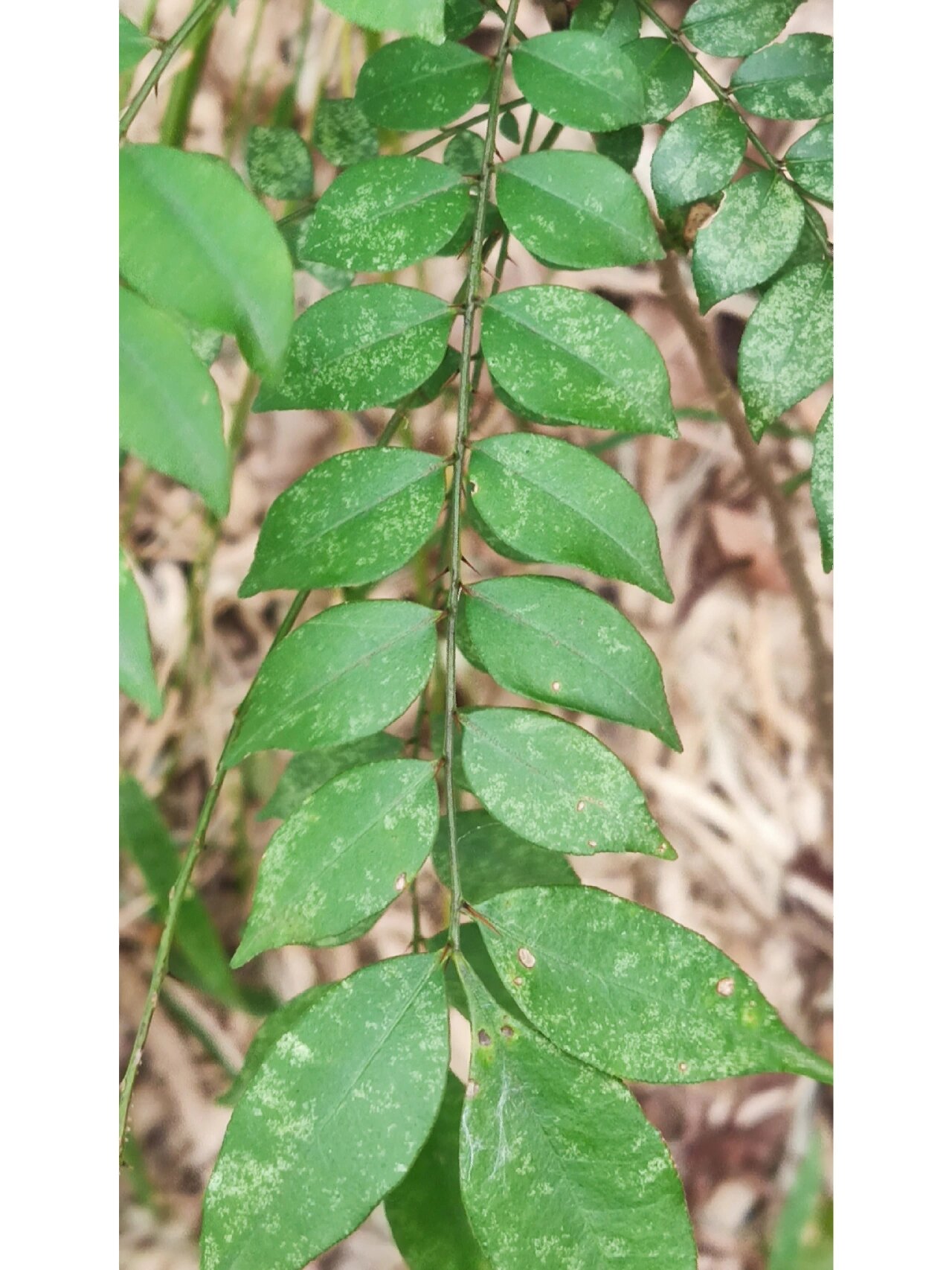 花椒簕 学名:花椒簕,芸香科,花椒属. 就简单理解为一种花椒吧.