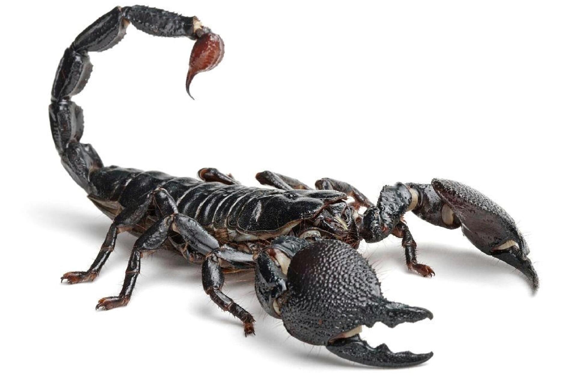 绘画素材 | 蝎子