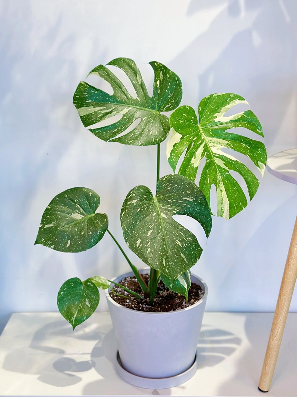 洒金龟背竹 洒金龟背竹" ​龟背竹是特别有花德的,龟背竹最初的叶片