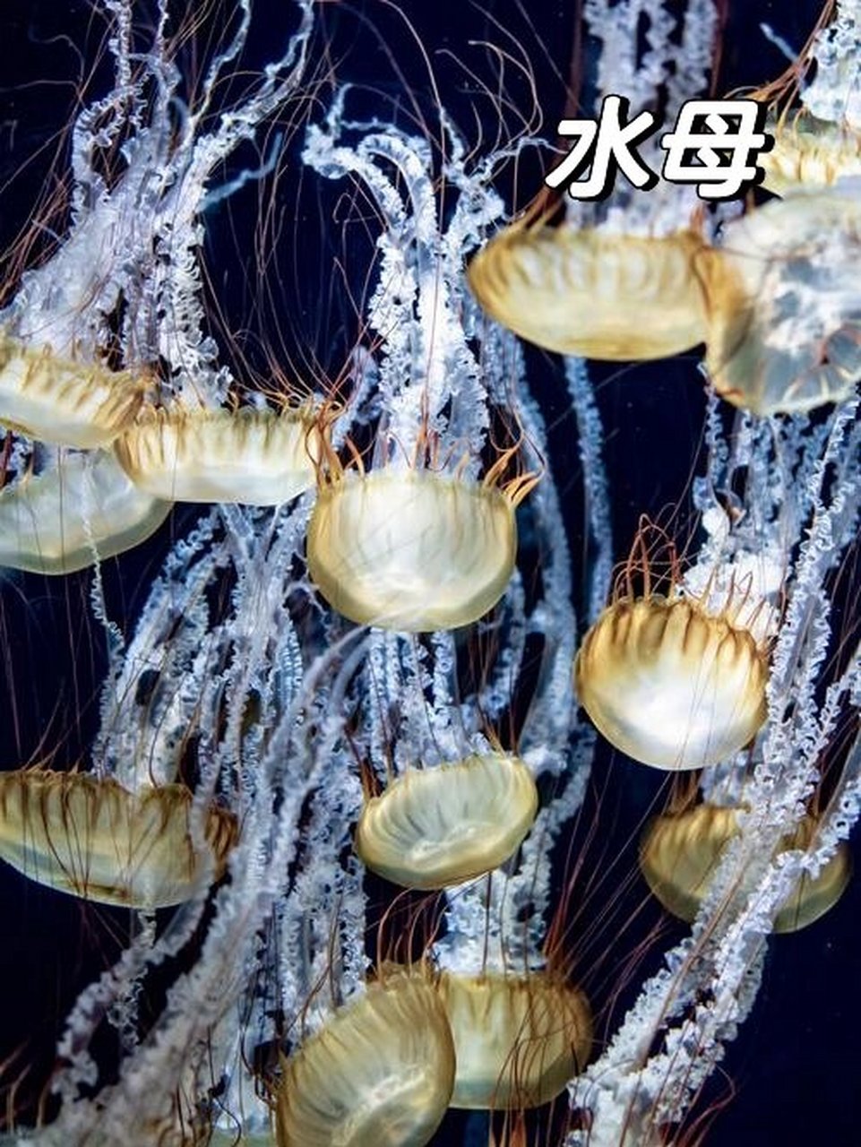 海蜇与水母的区别 #每天一个生物学小知识