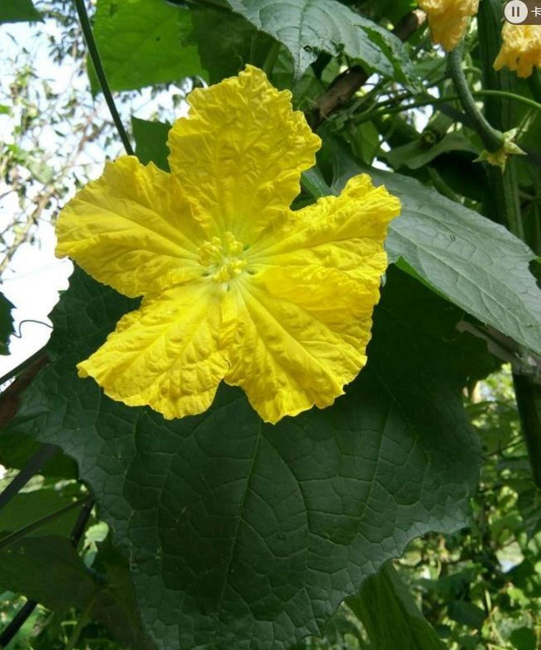 95别名:天丝瓜,天罗,蜜瓜,布瓜,天吊瓜,纯阳瓜,倒阳菜,水瓜 95