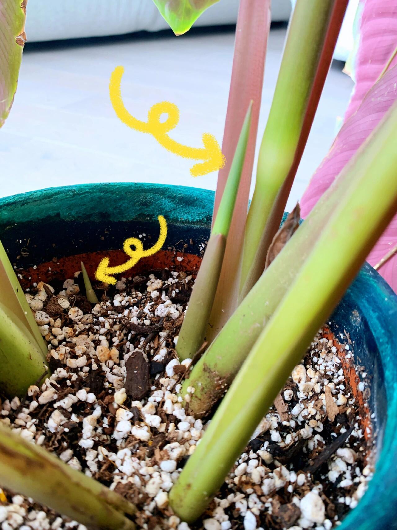 今日分享|紫背天鹅绒竹芋