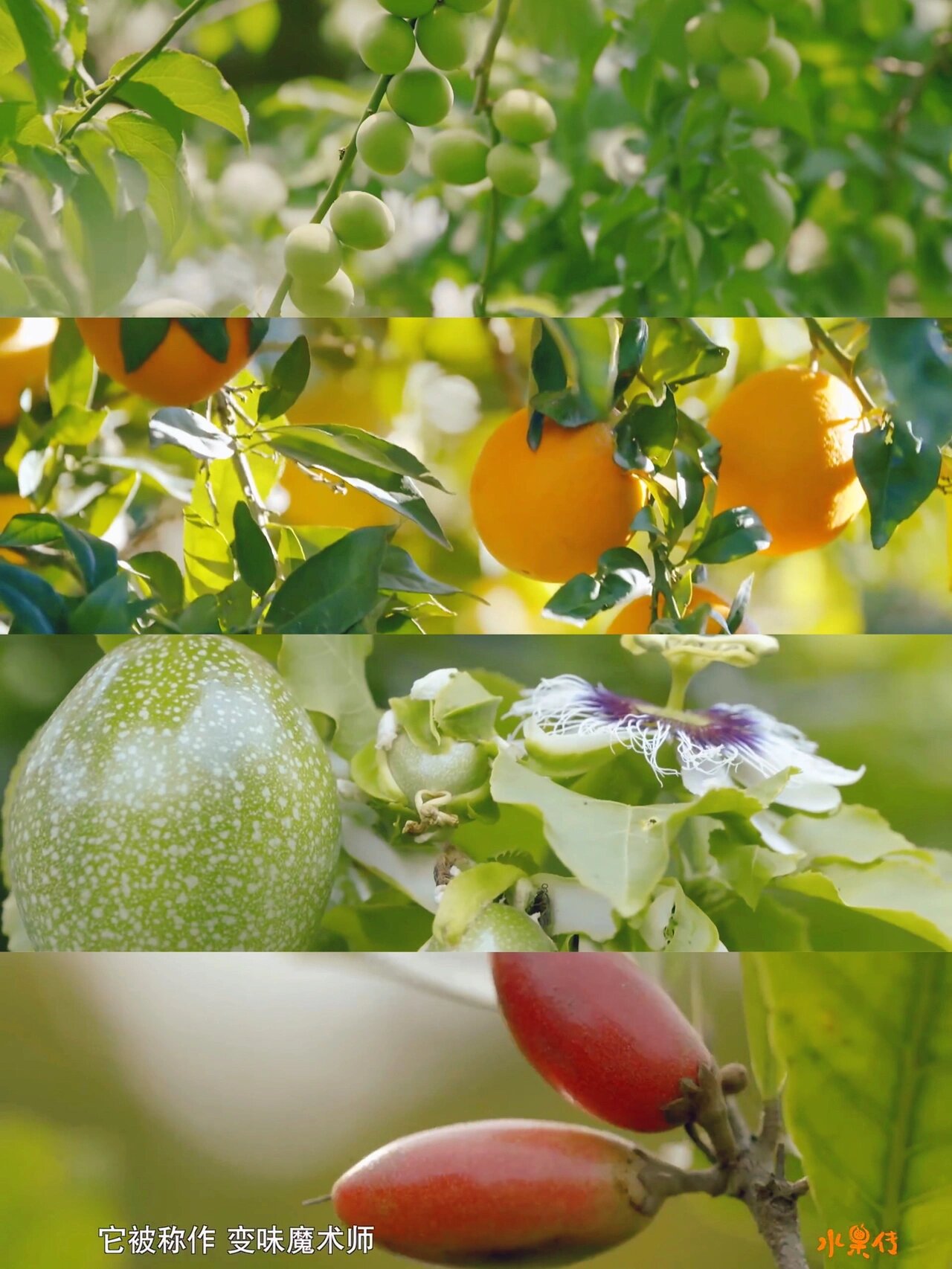 值得一看的纪录片|《水果传》7515 一部关于水果的纪录片.