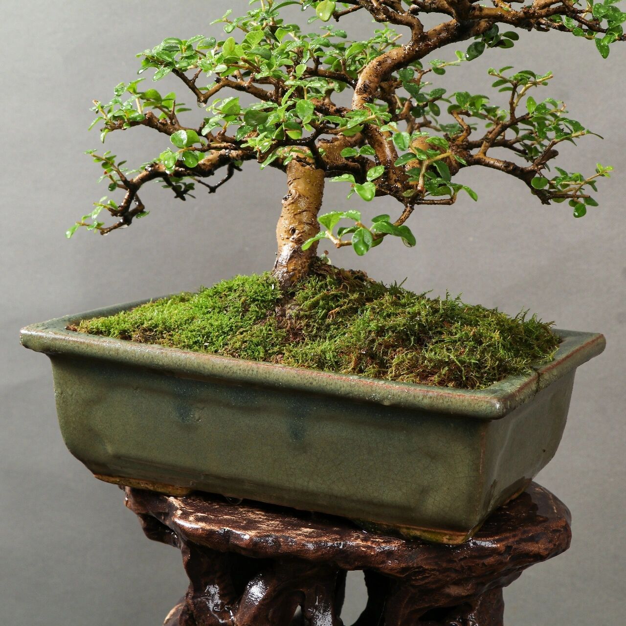 香兰 年功精品香兰盆景,桩体苍老,枝条一寸三弯,两面可观赏