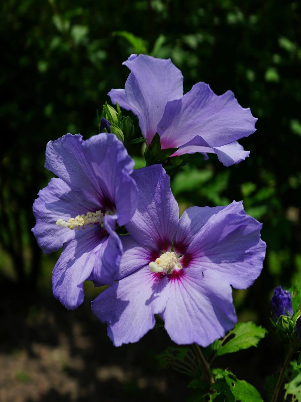 粉紫长苞木槿 木槿花 	 明/张以宁 	 朝昏看开落, 	 一笑小窗中.