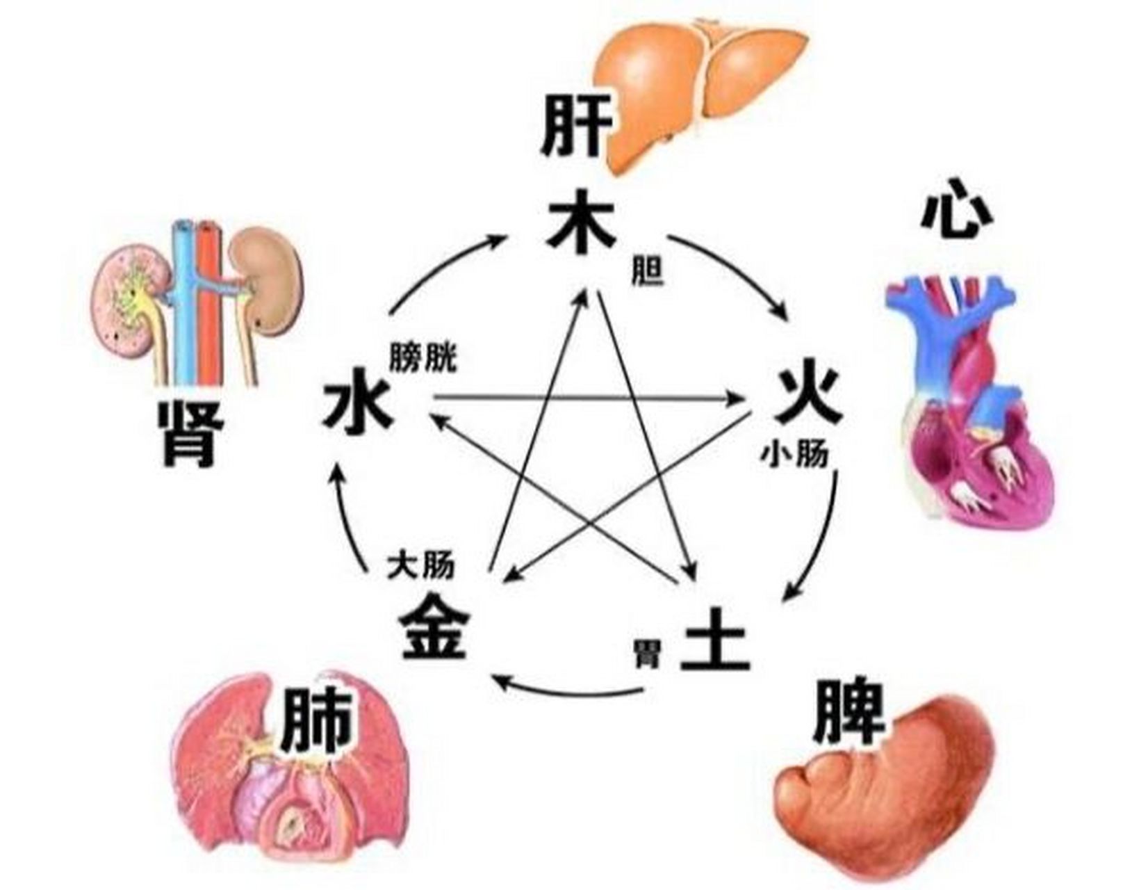 脾属阴土,胃属阳土 .