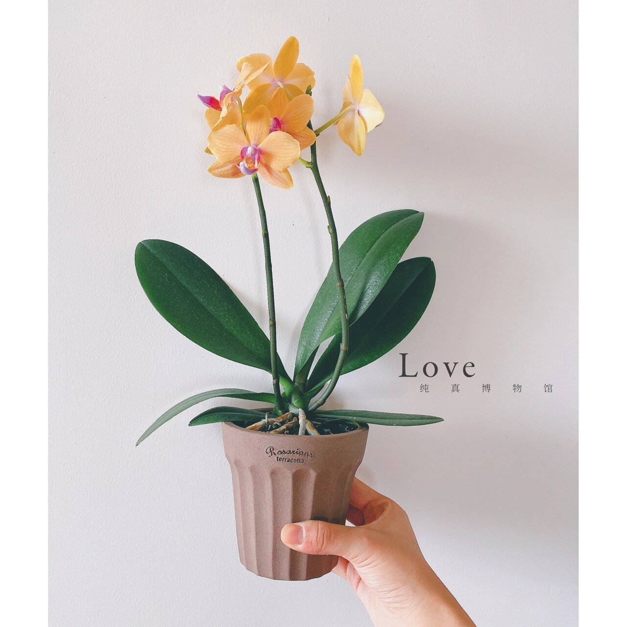 每一颗蝴蝶兰都是一枚小仙女0269♀15 16615皮亚琴察93 2