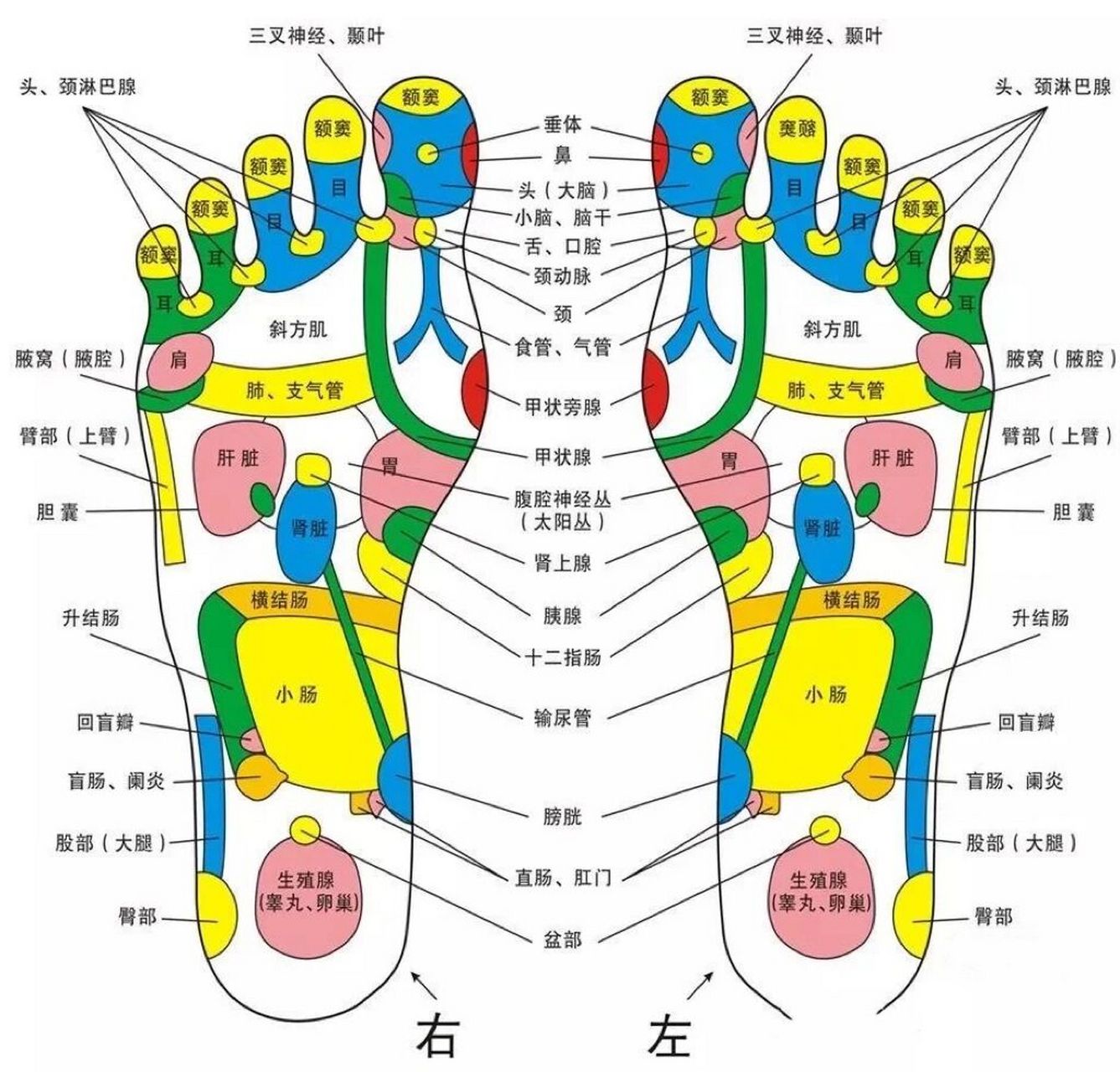 脚按摩血位置图片