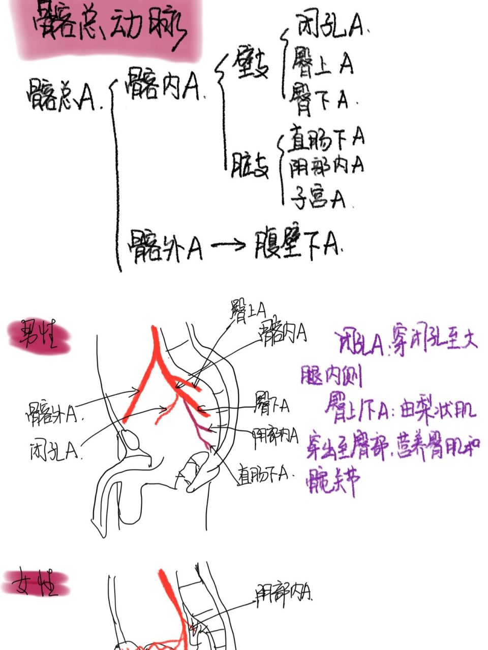 髂总动脉分支图片