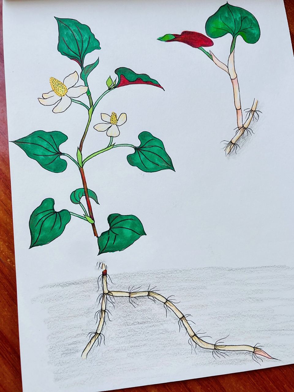 鱼腥草(折耳根) 我们老家这边叫它折耳根,你们叫什么呢?