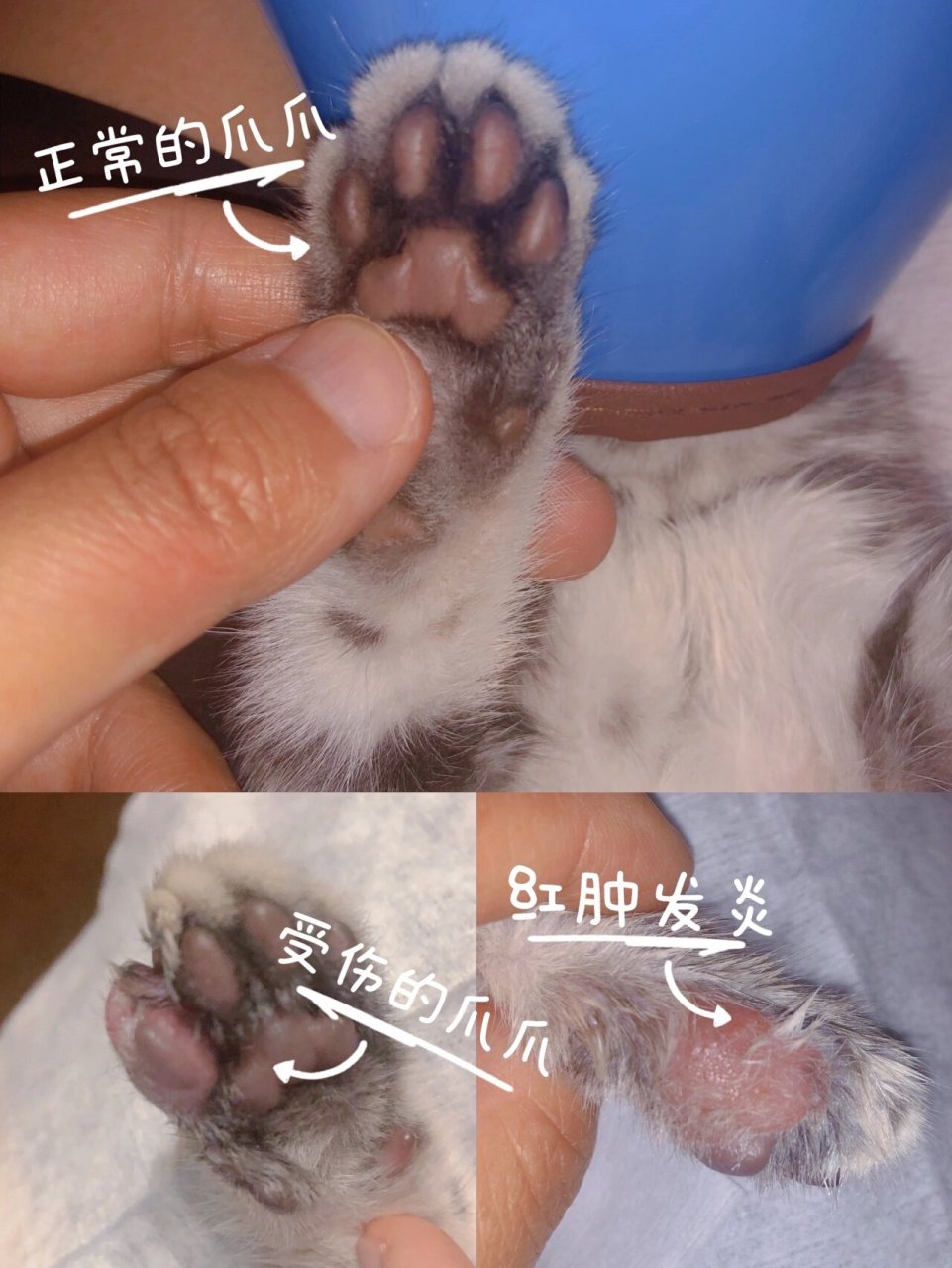 猫咪爪子受伤图片