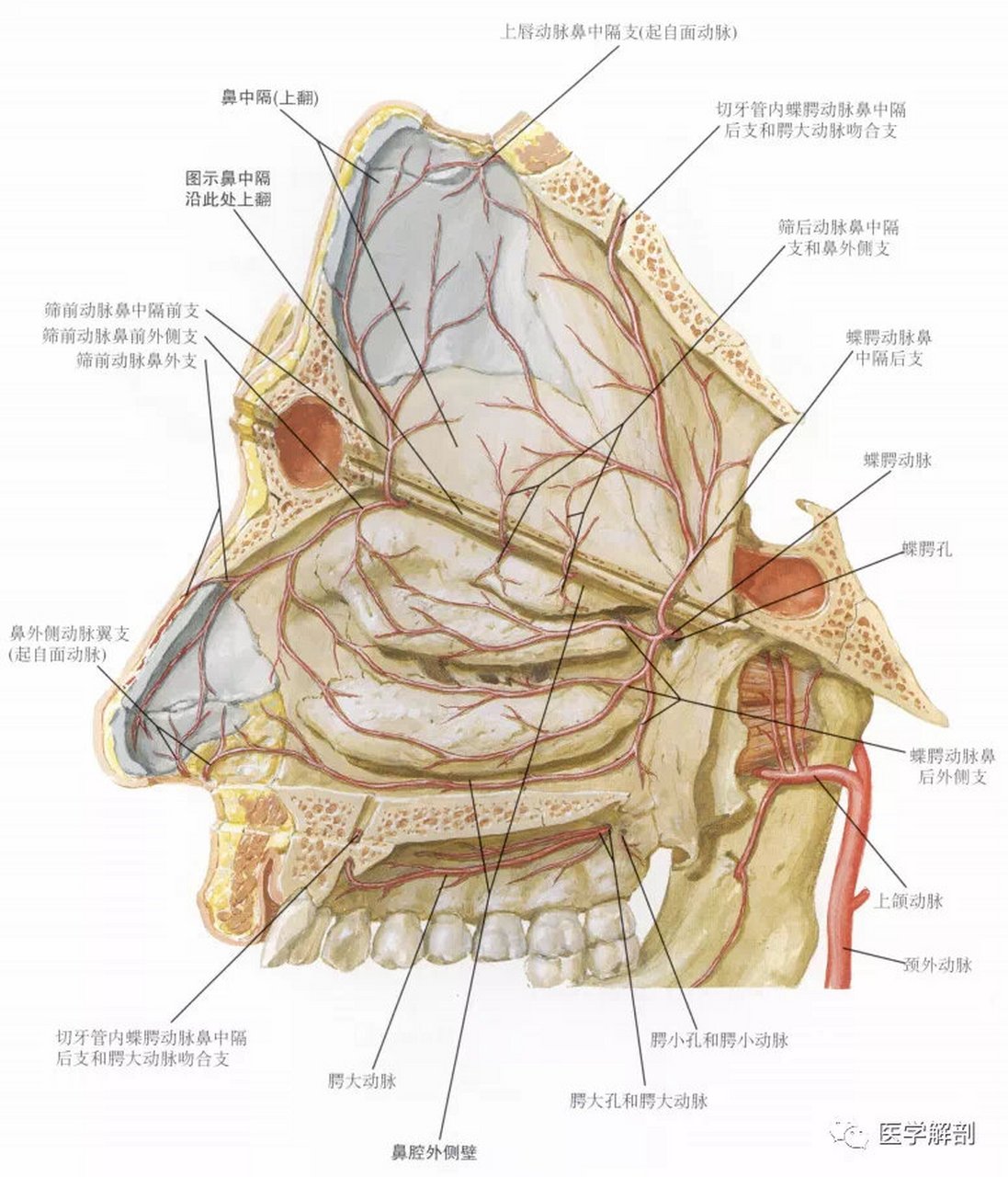 颈外———上颌———蝶腭(鼻后部) *利特尔动脉丛位于鼻中隔前下部