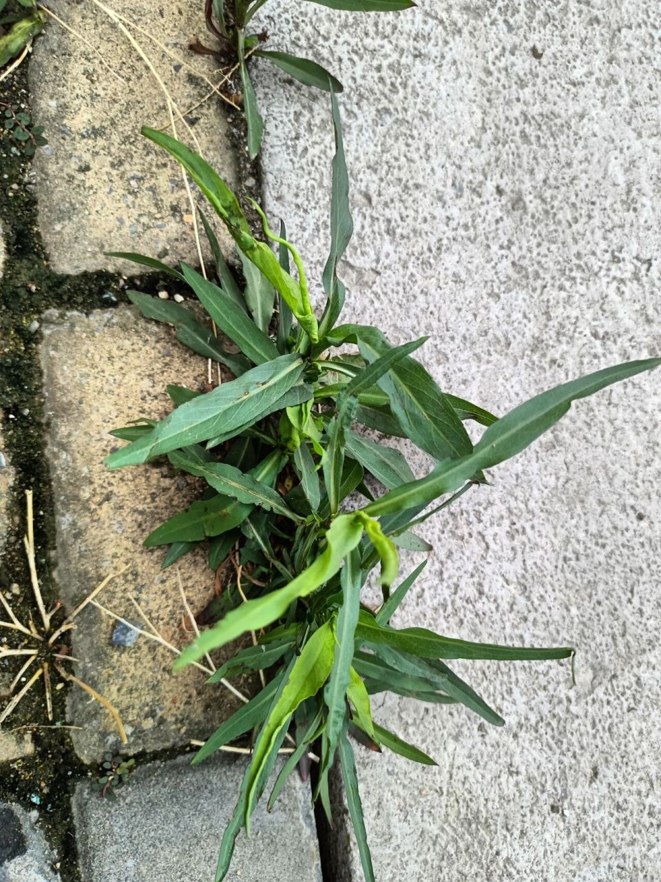 钻石紫菀又叫剪刀菜 钻石紫菀又叫剪刀菜,燕尾菜,九龙箭等,作为中药的