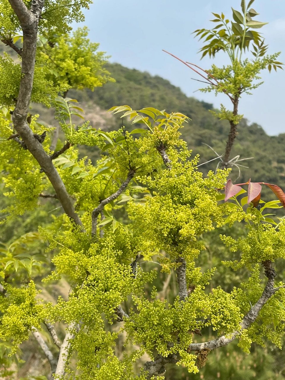 春日里花簇开满枝头的黄连木 拍摄于虎门皇帝山一山头的山岗上