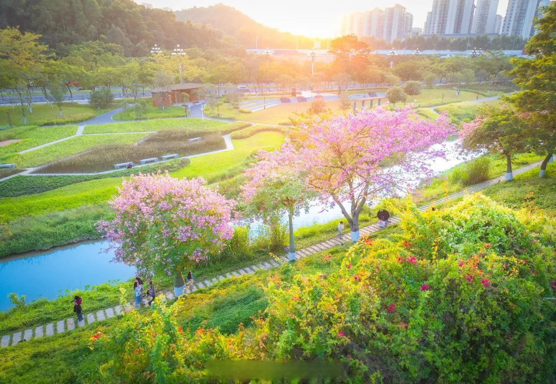 打卡黄埔#【水清岸绿景美!