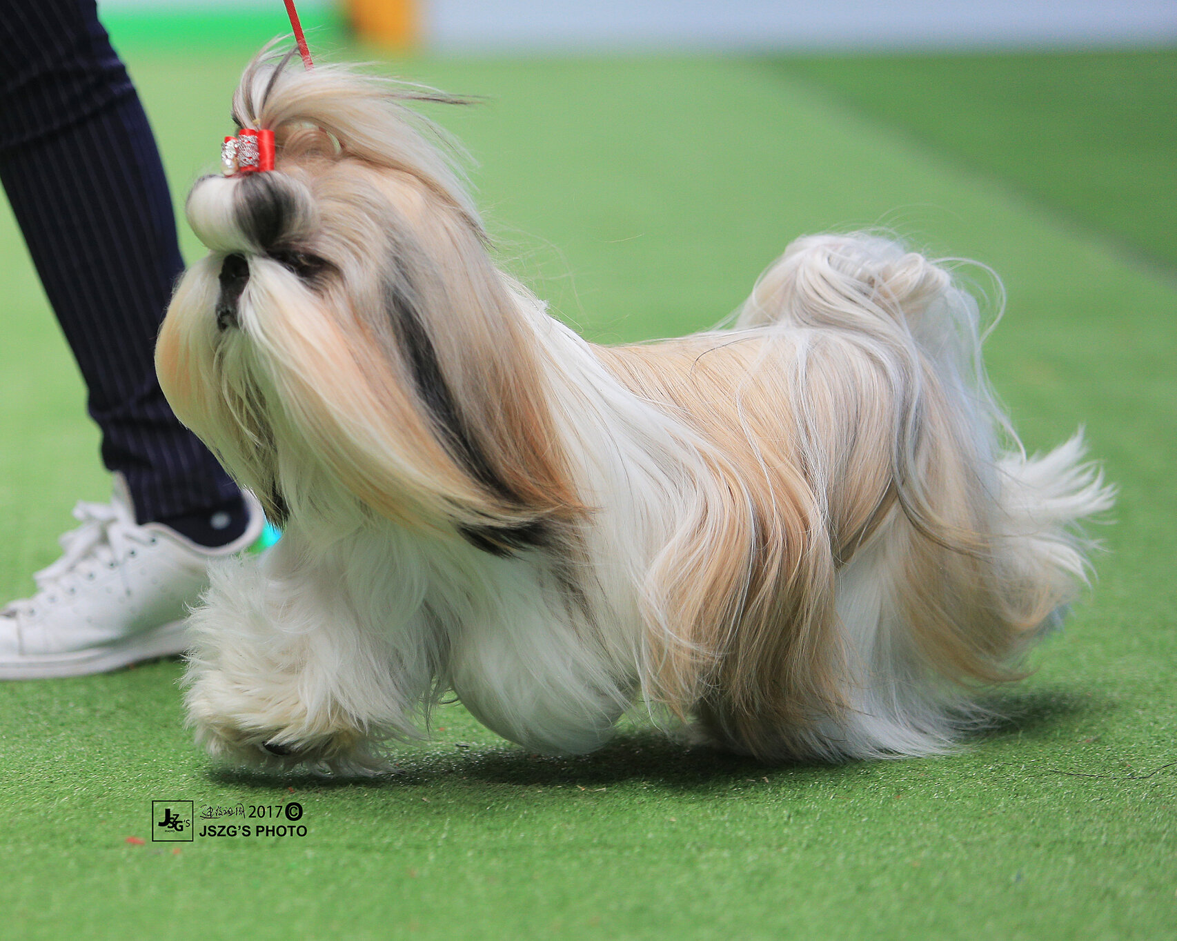 西施犬-中国本土魅力犬种