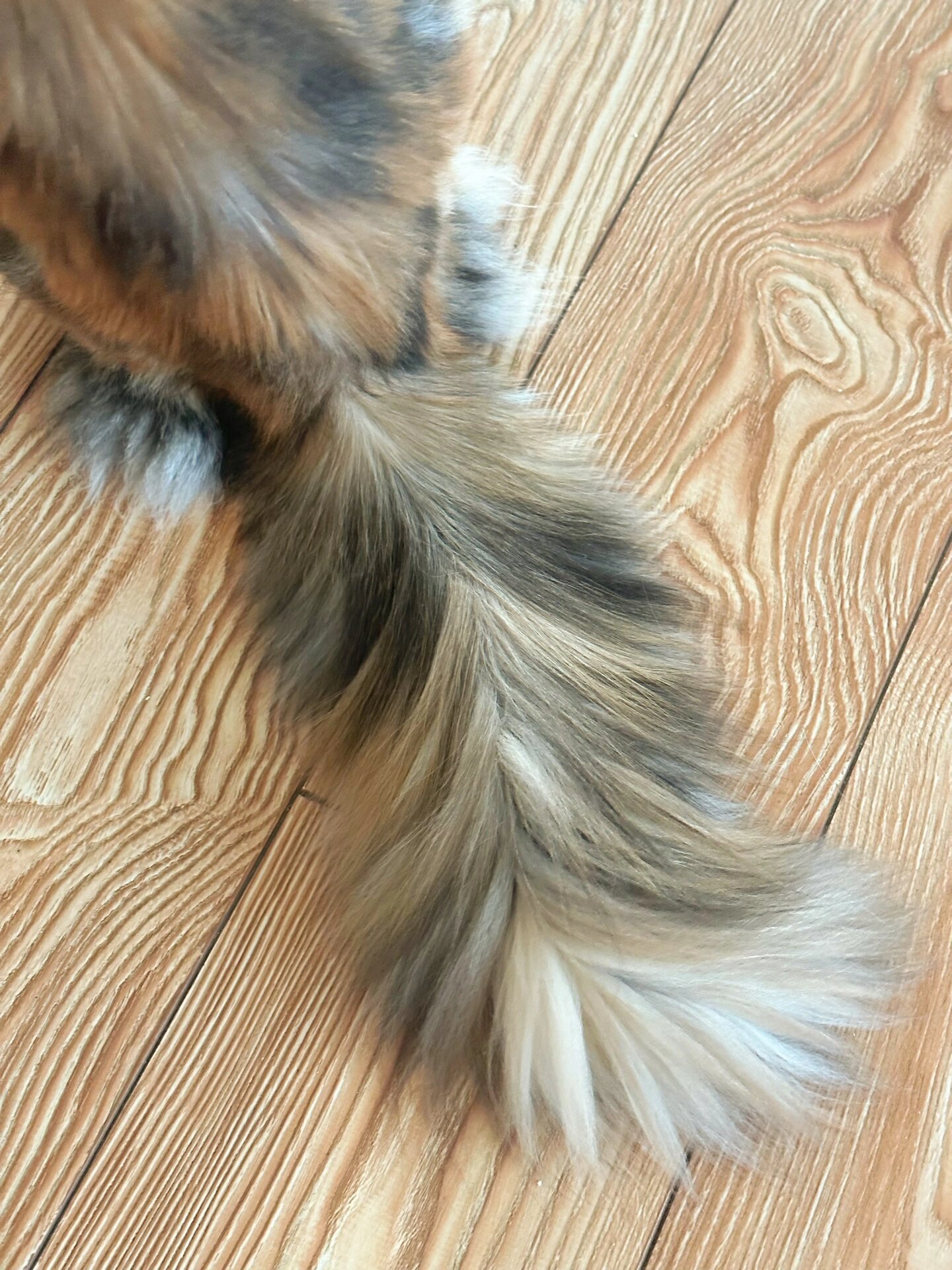 太令人羡慕了 我也想拥有这么美丽的头发 tequila是一只三花色缅因猫