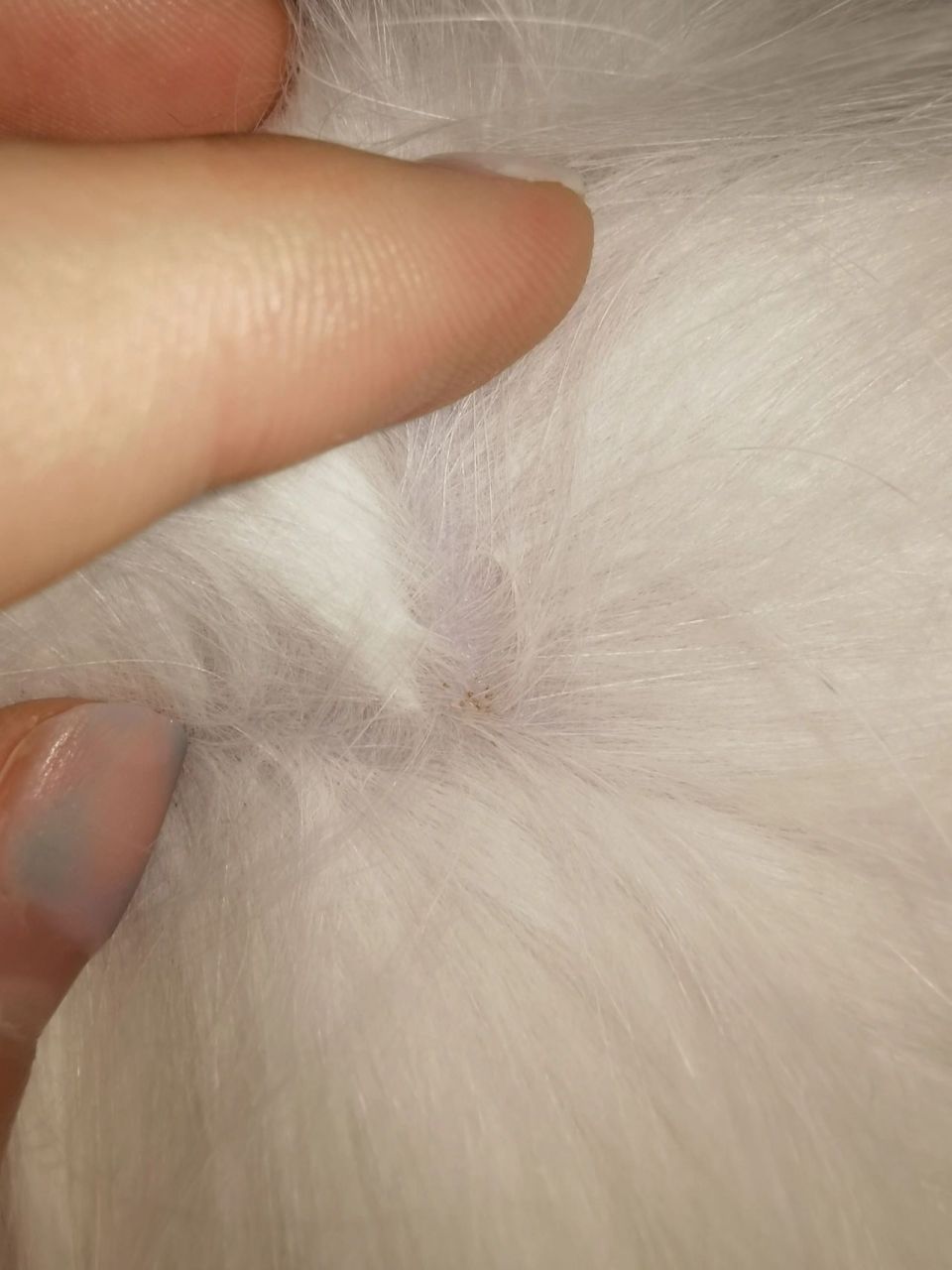 这是跳蚤卵吗 猫咪身上好像有跳蚤屎 昨天换的新床单,今天就看见上面