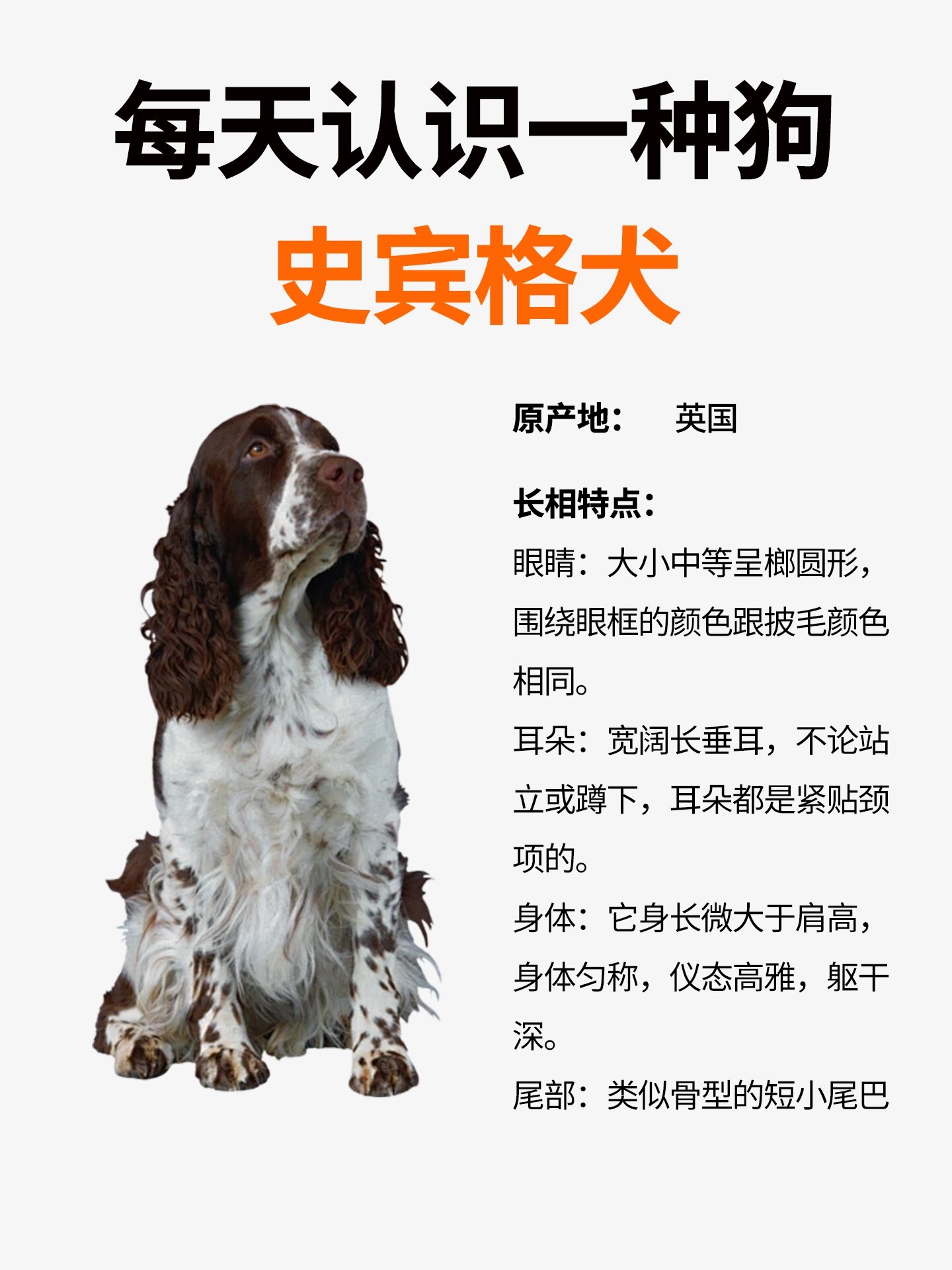 每天认识一只狗——史宾格