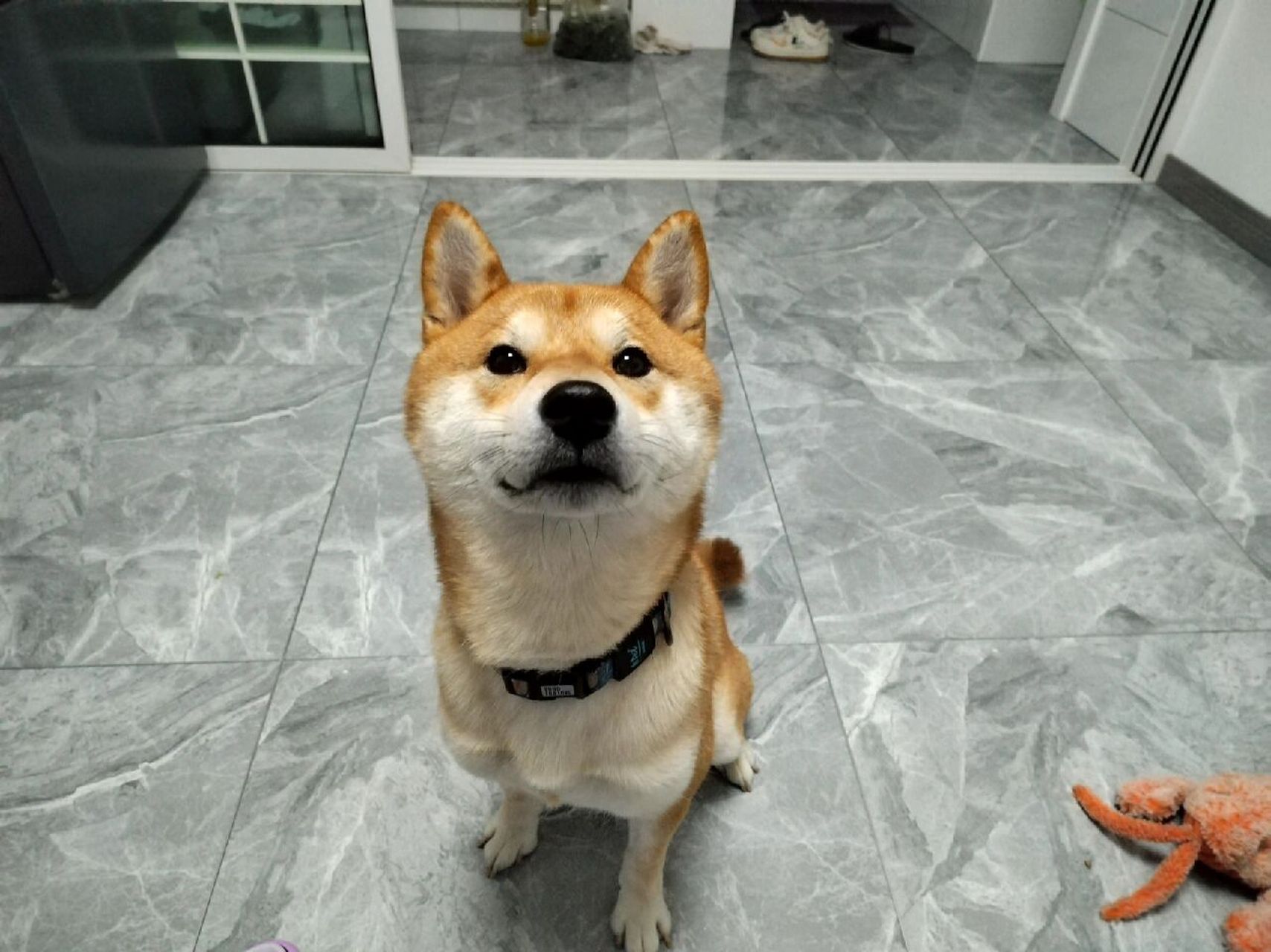 肉松味大面包 在线等吃 #柴犬# #柴犬日常