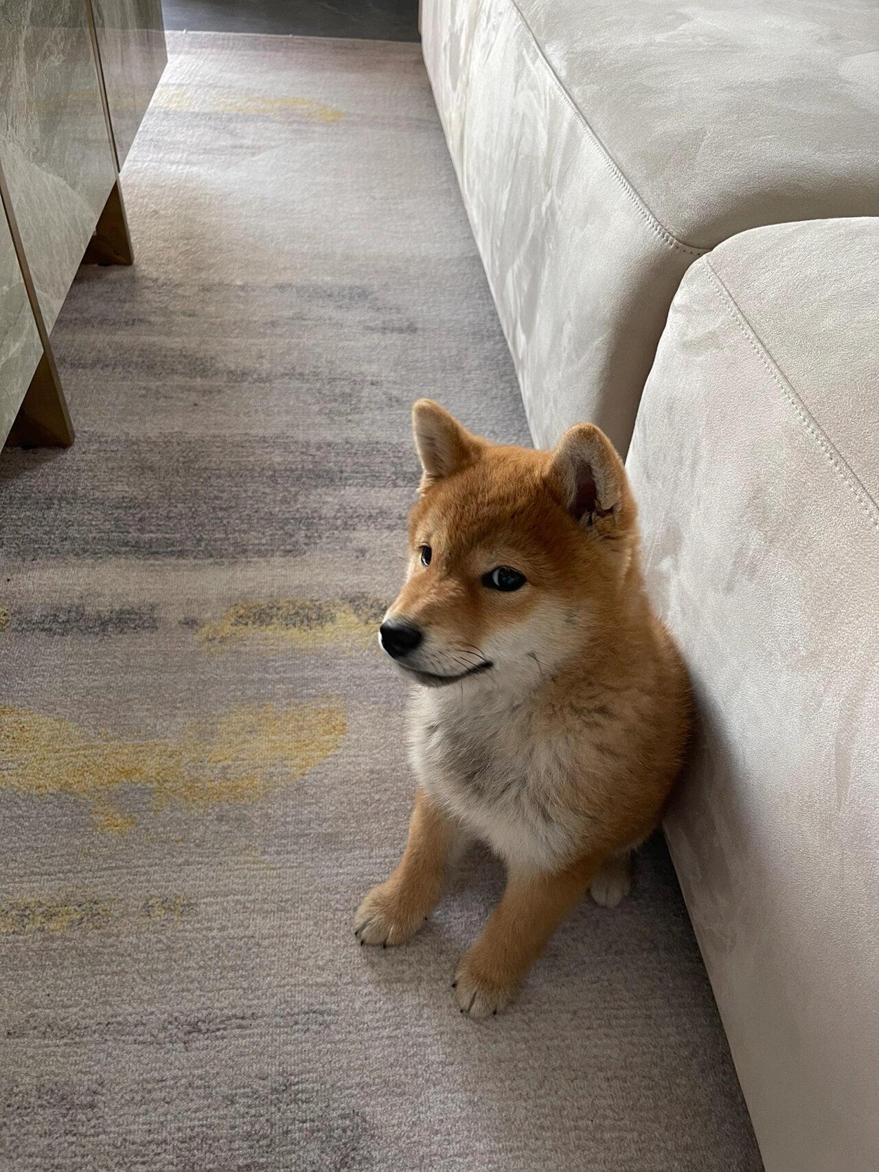 3个半月的小豆柴到了尴尬期😅 不是两个月时候胖乎乎的小浣熊了,3个