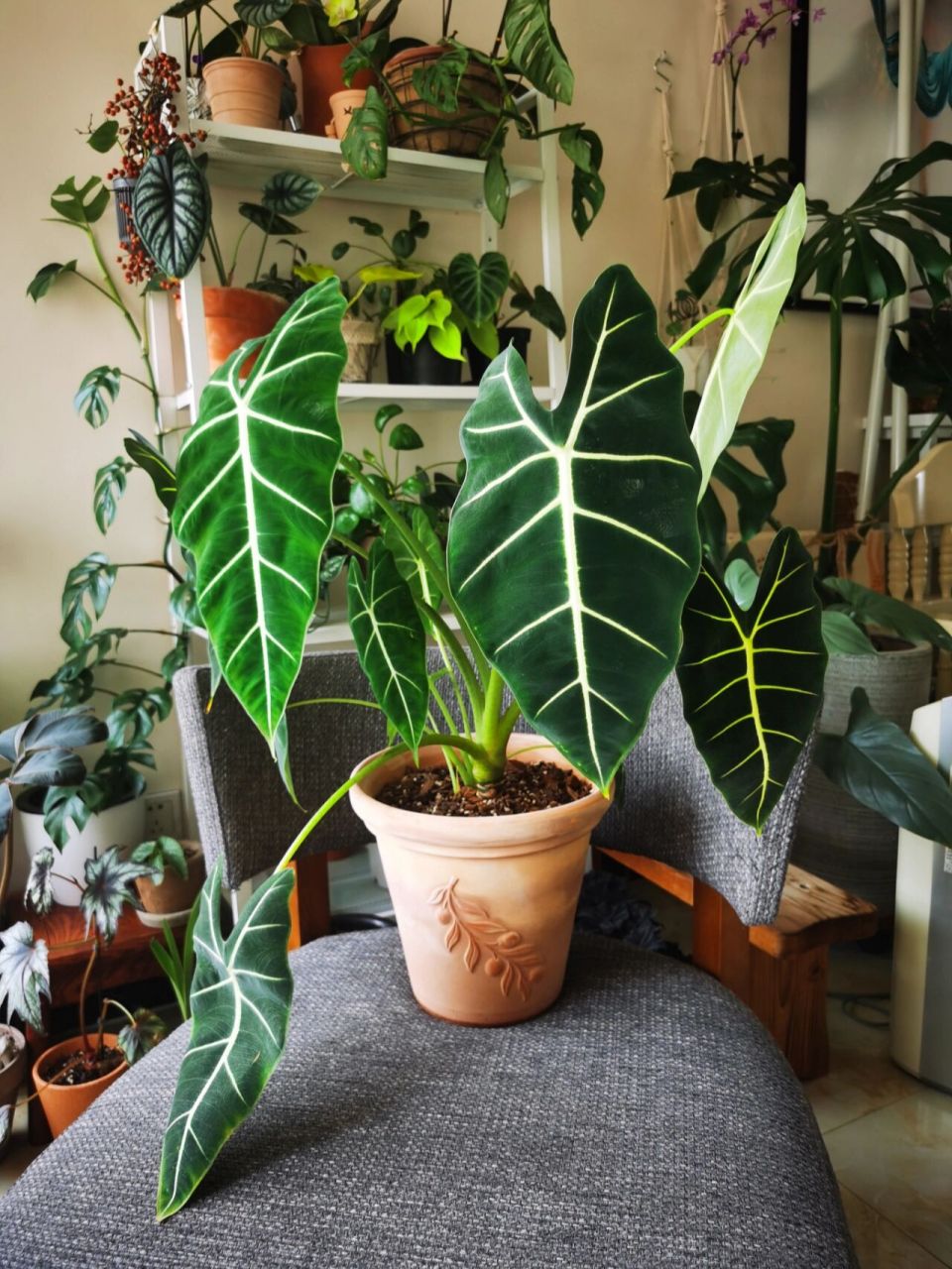阳台绿植 | 绿天鹅绒海芋 室内好养热植 从去年12月11号绿鹅到家