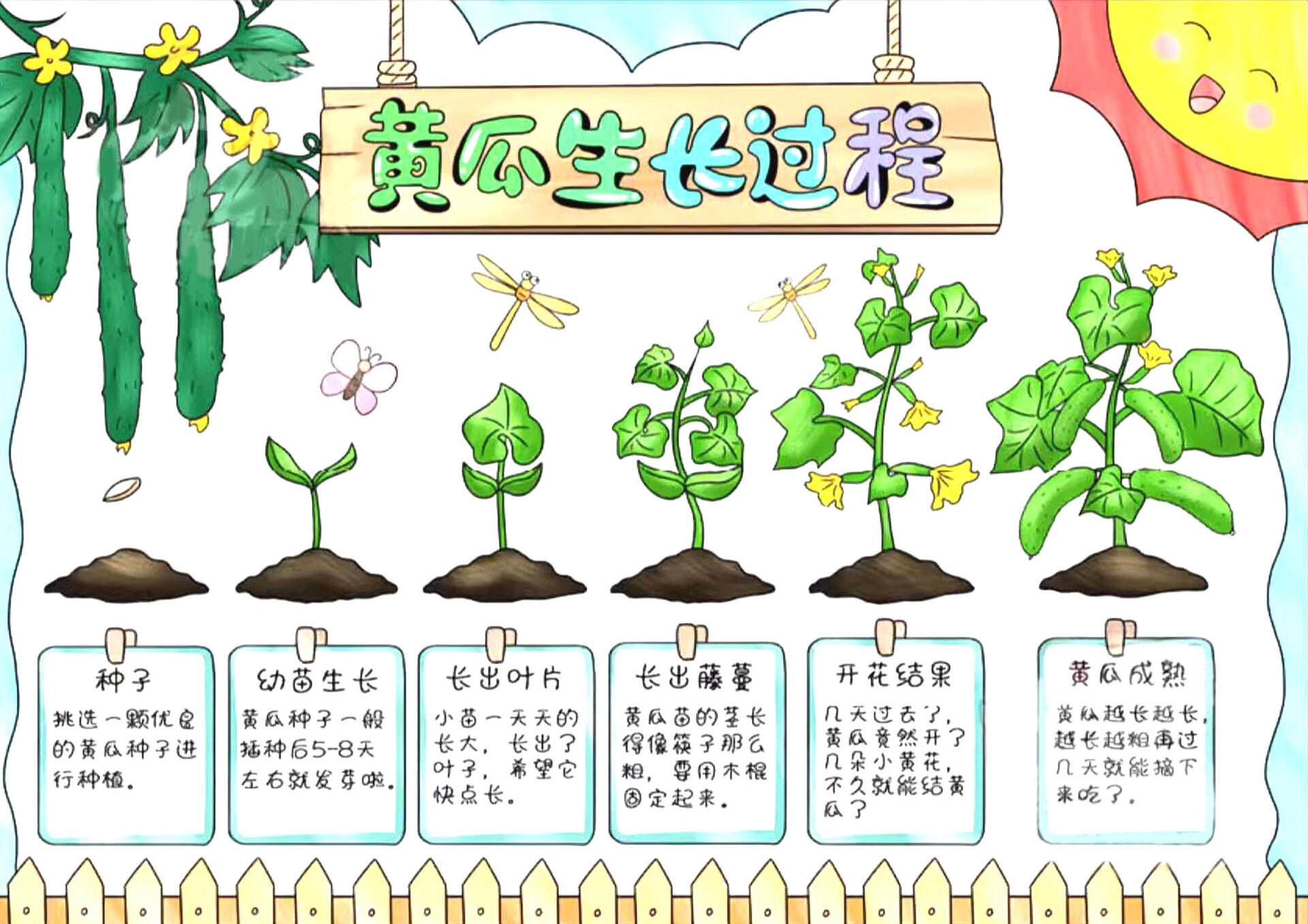 植物生长过程手抄报 黄瓜