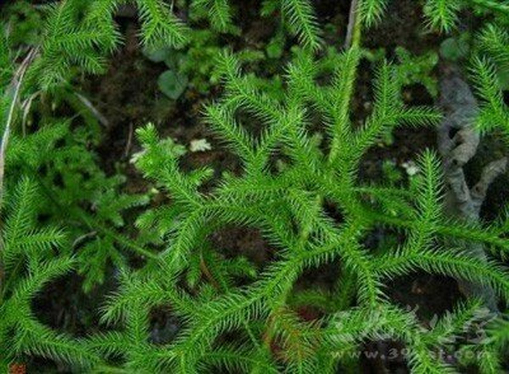 伸筋草知识 伸筋草具有祛风散寒,除湿消肿,舒筋活络,降温,降血压,抑菌