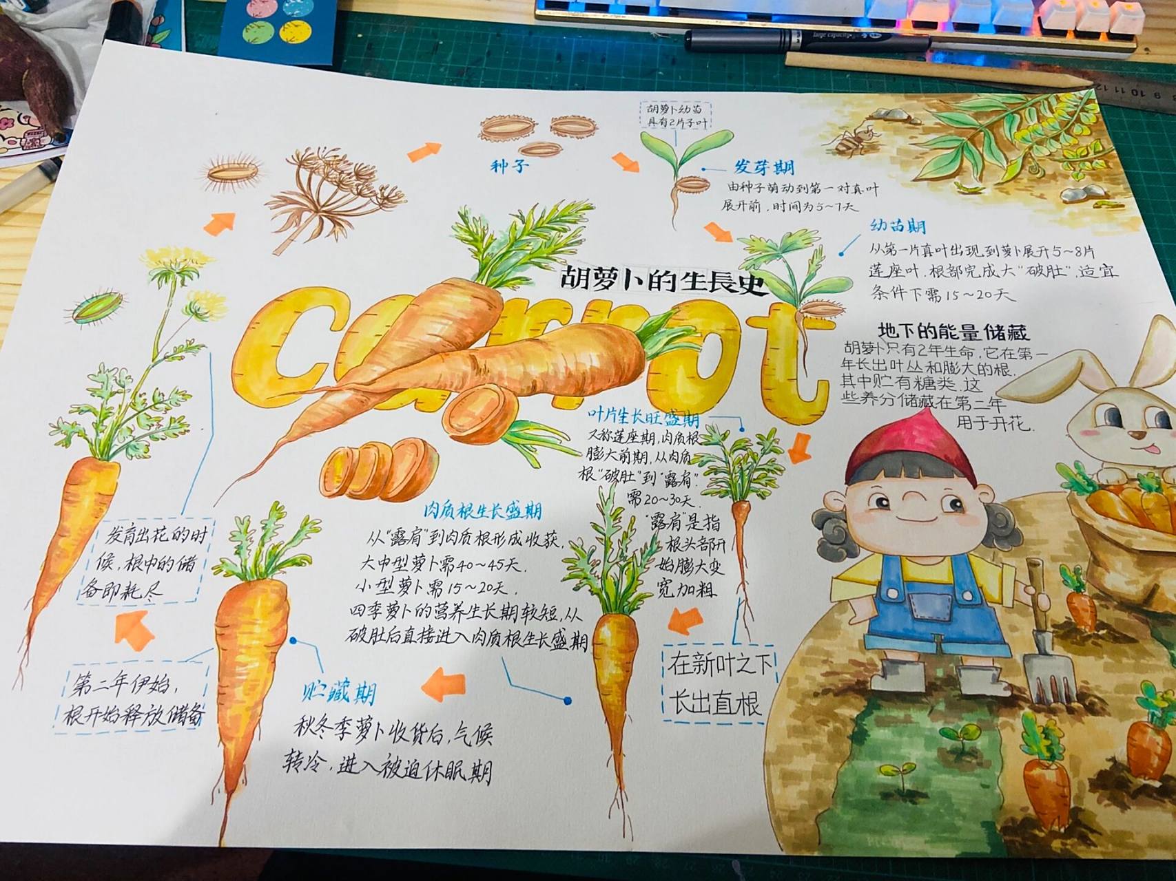 自然笔记|科普知识|胡萝卜生长 用一张图直观了解萝卜的成长过程 	 把