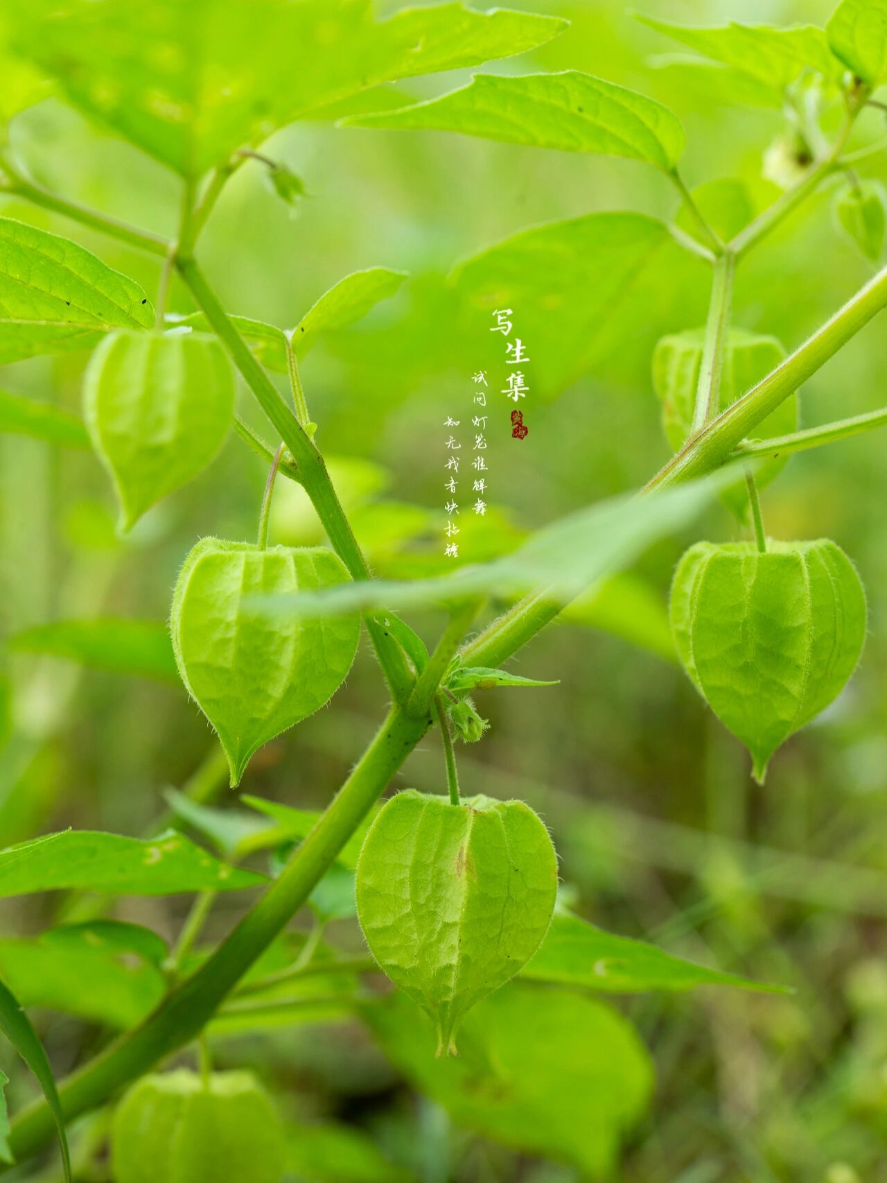 灯笼草 试问灯笼谁解舞, 知无我者快拈锤.