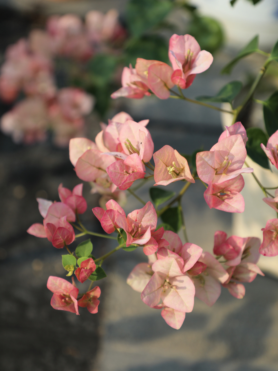 三角梅绿叶五宝