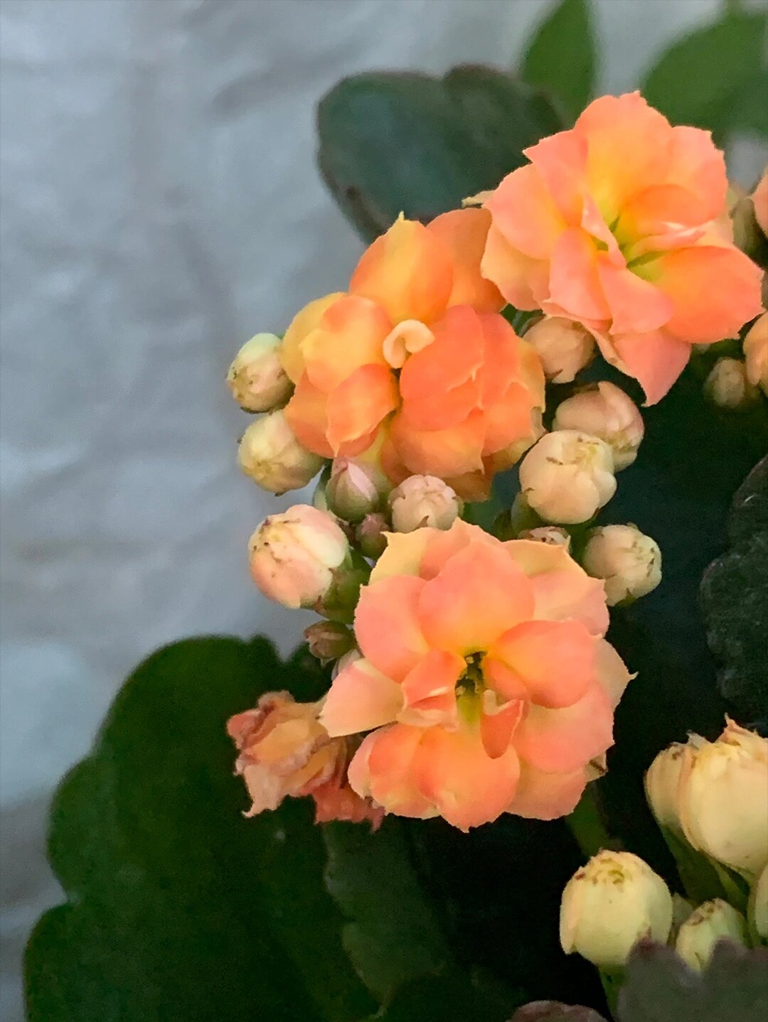 橙黄色长寿花(60),颜色多变 花开橙色,黄色多变.