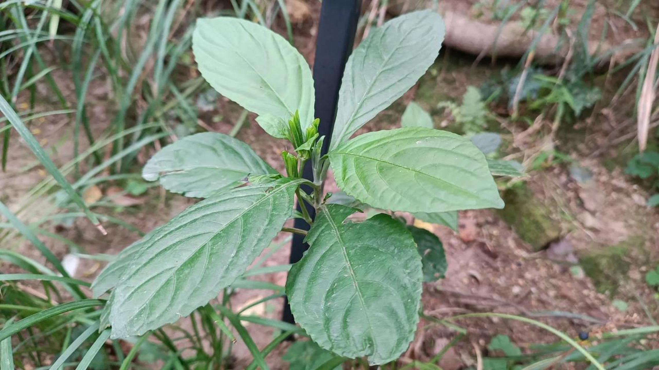 马蓝——南板蓝根  这个是爵床科植物马蓝baphicacanthus cusia (nees