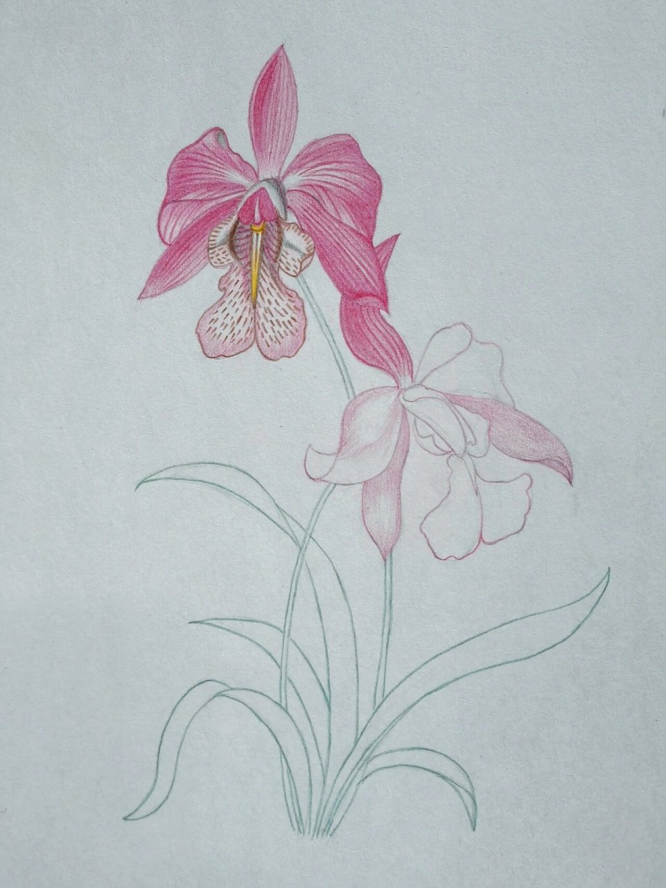 彩铅绘画练习 兰花
