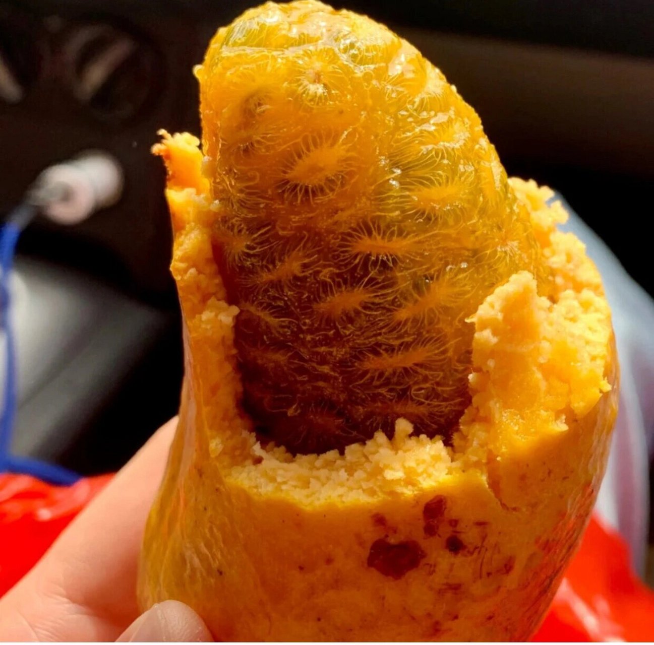 九月瓜/牛软坨/野果na 新鲜八月瓜八月炸九月黄水果野生水果稀有水果