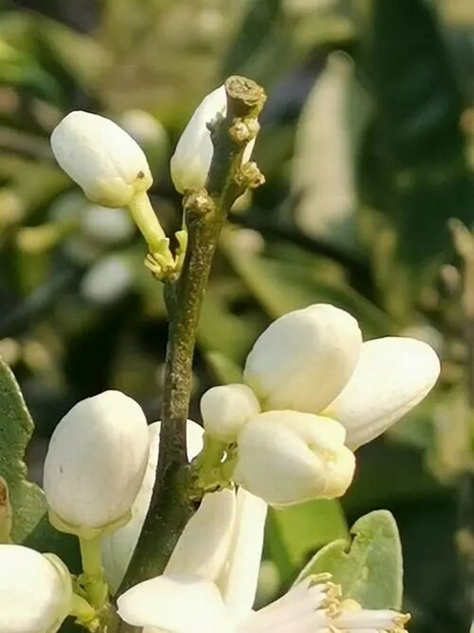 橙花---"公主之花" 橙花(citrus aurantium),别名苦橙花,芸香科柑橘属