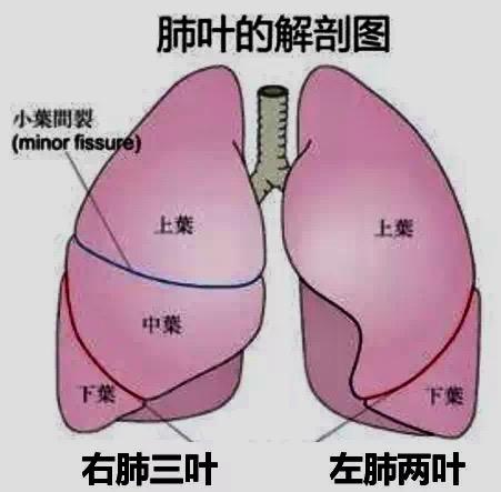 肺的分叶图图片