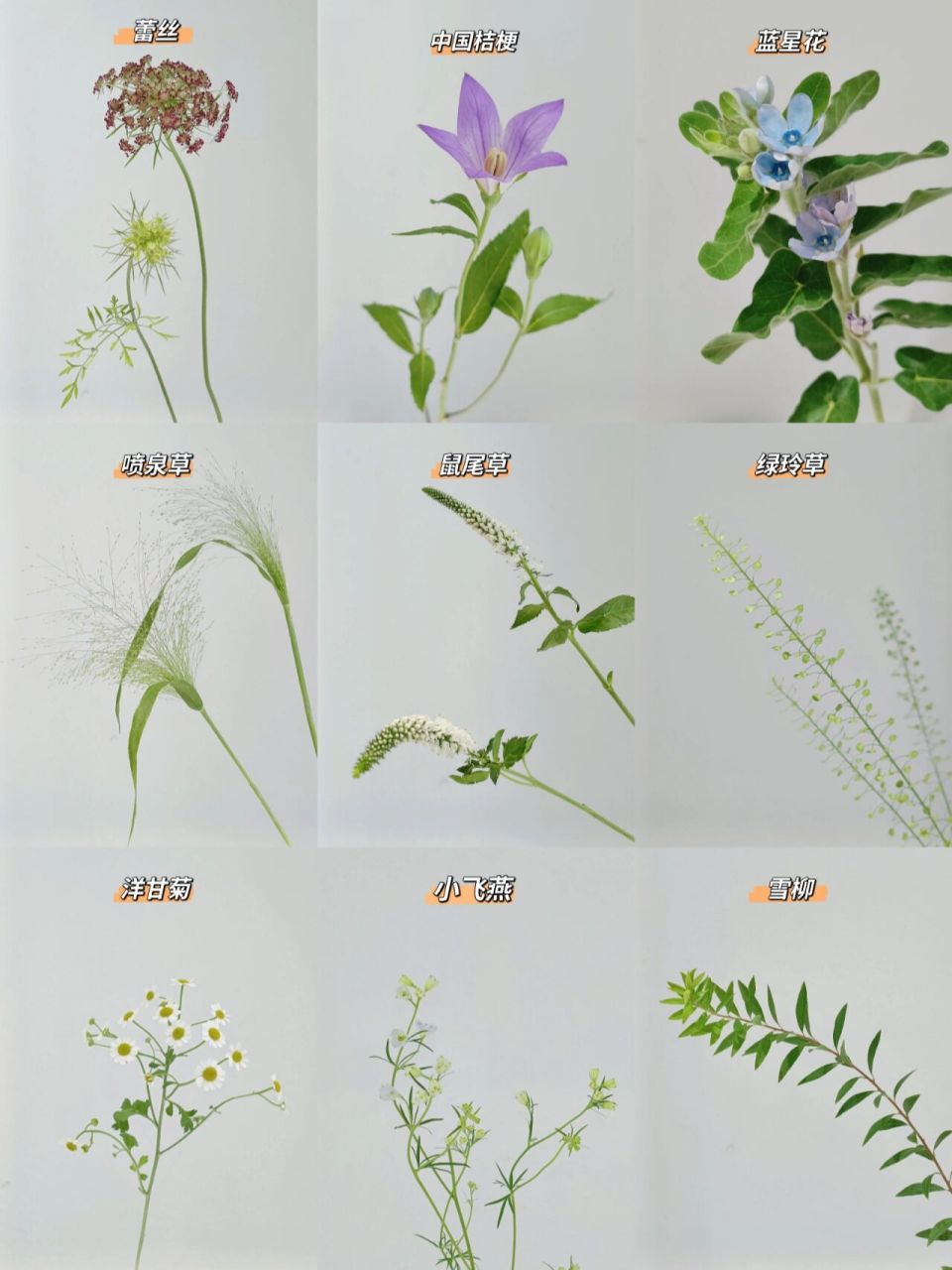 花束之灵魂 | 花艺师常用配花/草91 94蕾丝 学名叫大阿米芹,原产