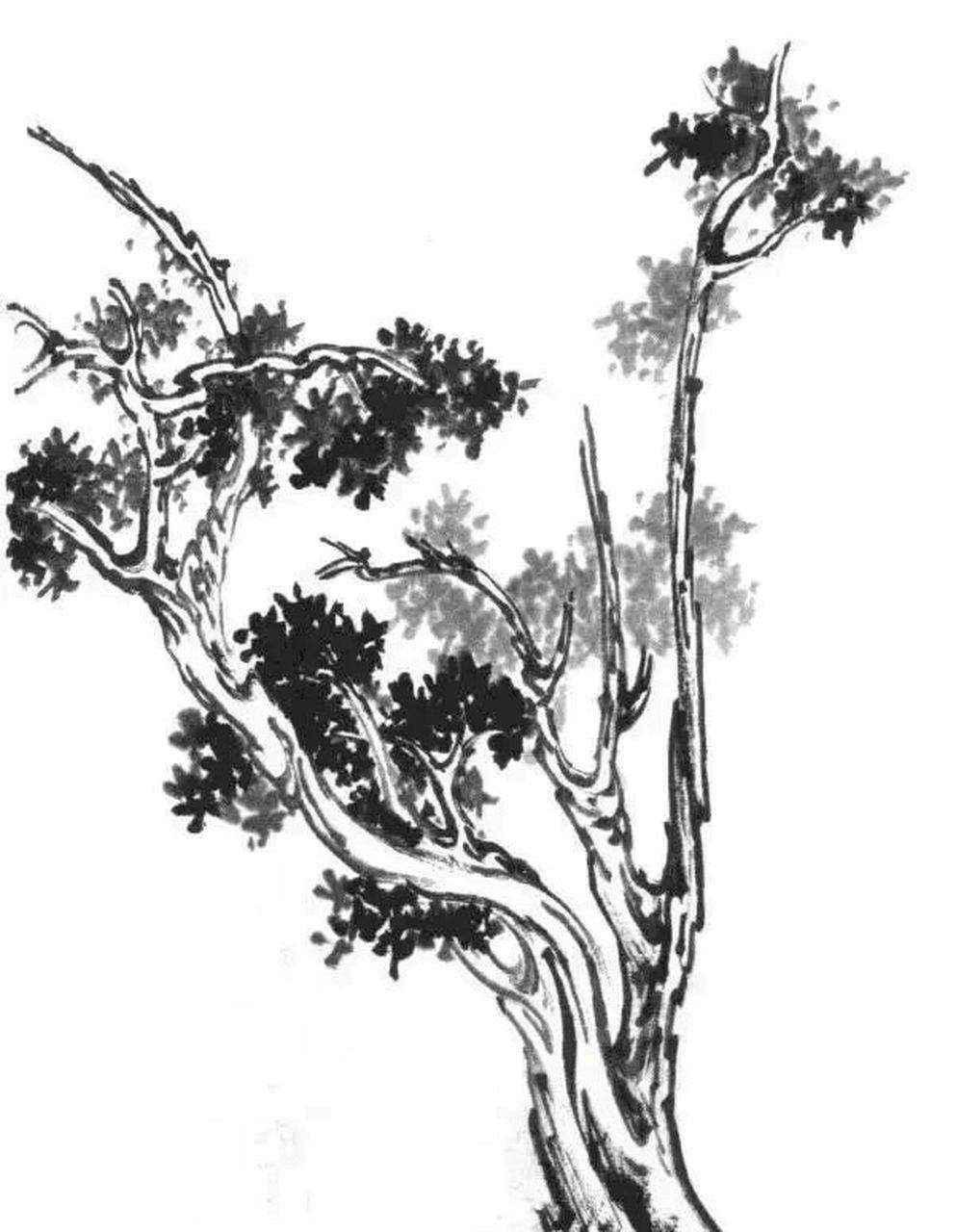 国画山水树的基本画法(1) 柏树具有苍劲古朴的气势.