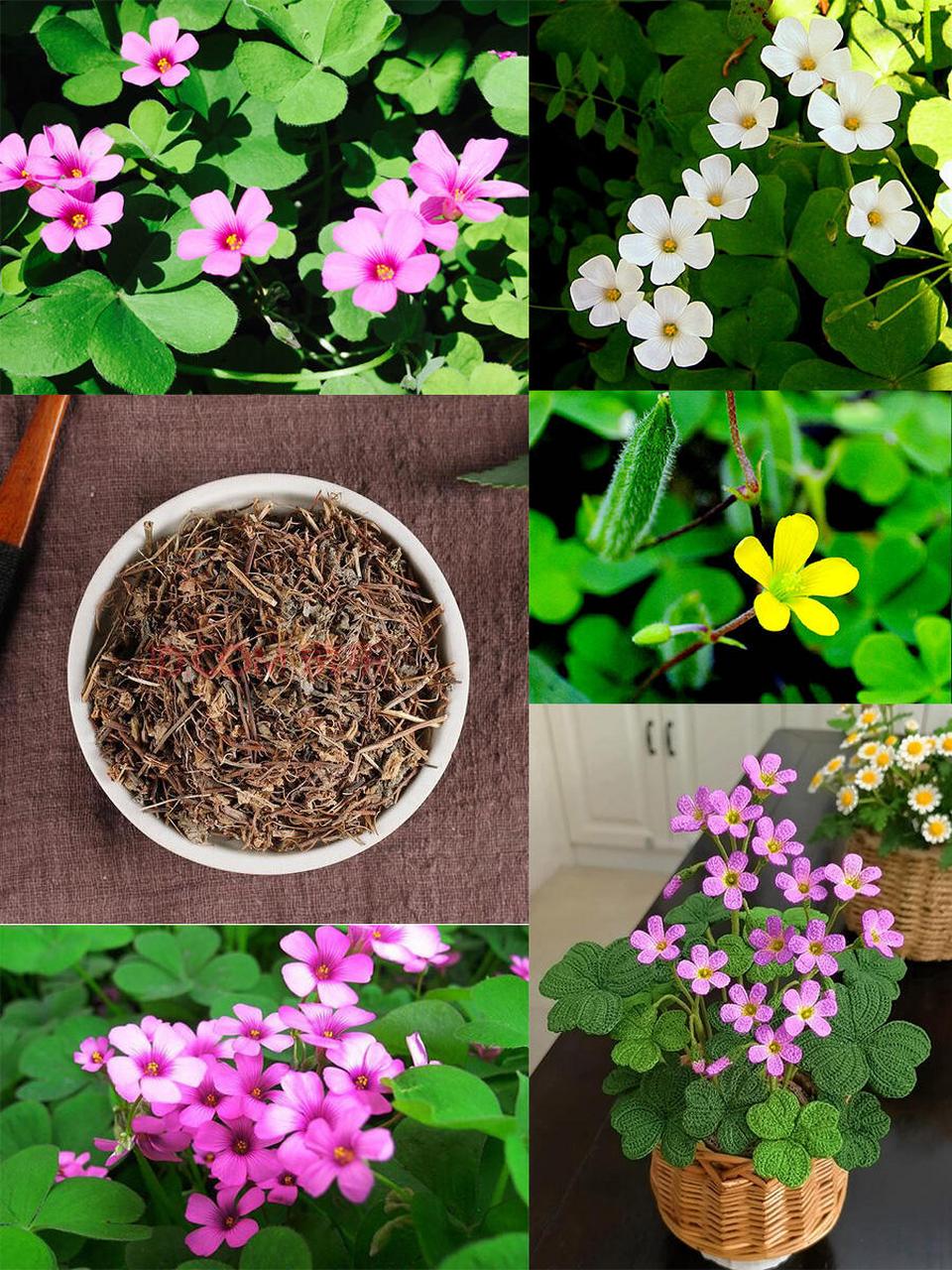 每天认识一味中药材——酢浆草 71【别名】酸浆草,酸酸草,斑鸠酸